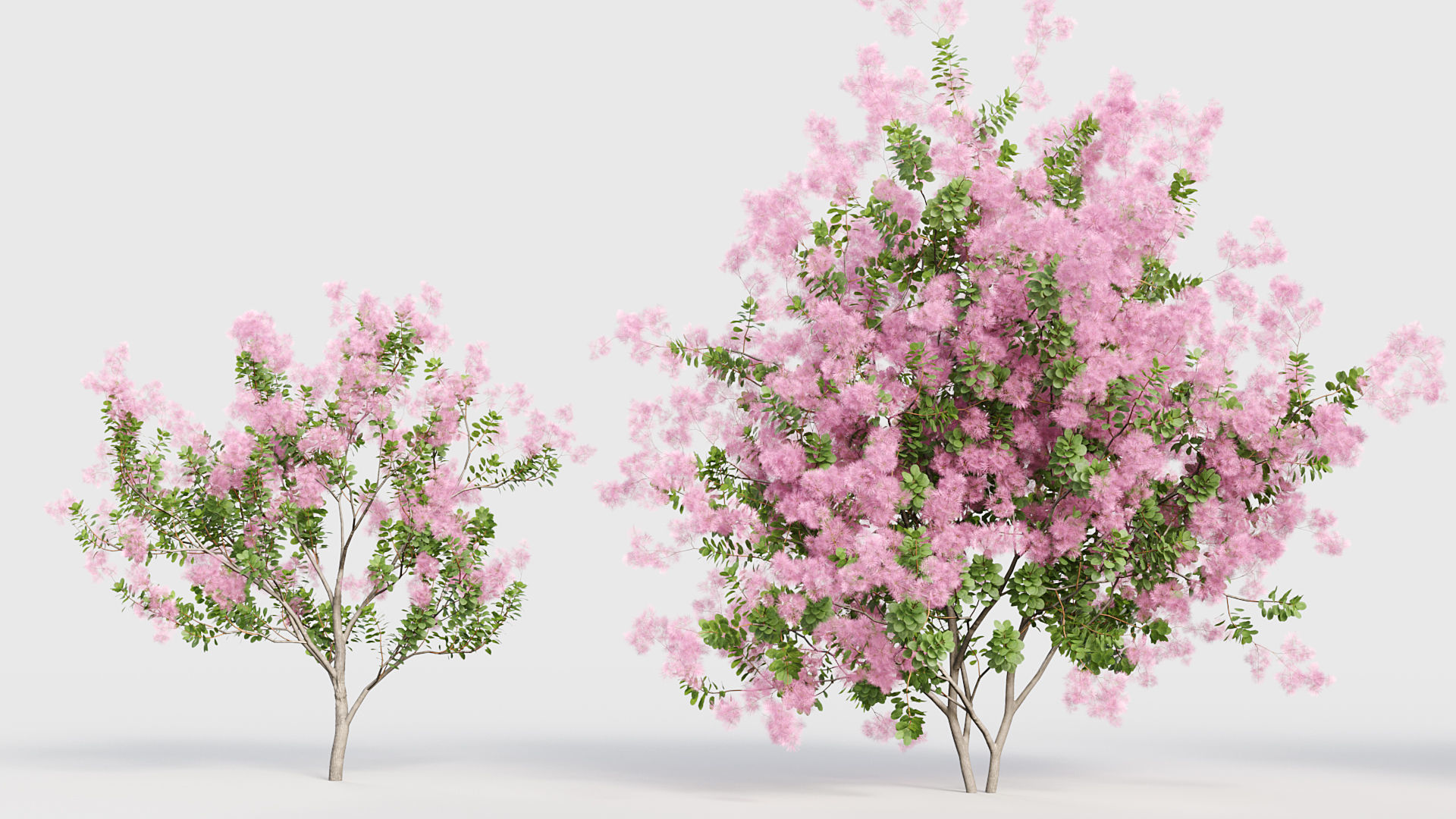 Cotinus coggygria Smoketree 3D model_5