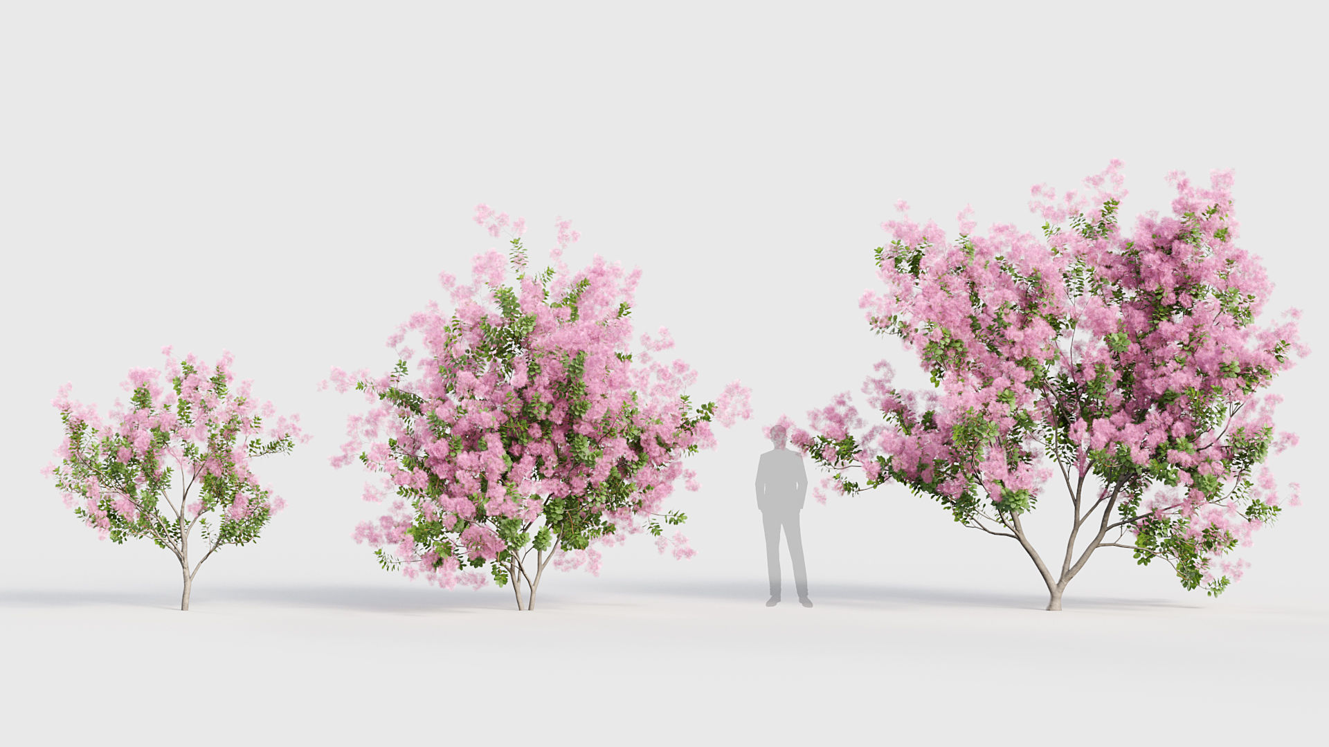 Cotinus coggygria Smoketree 3D model_2