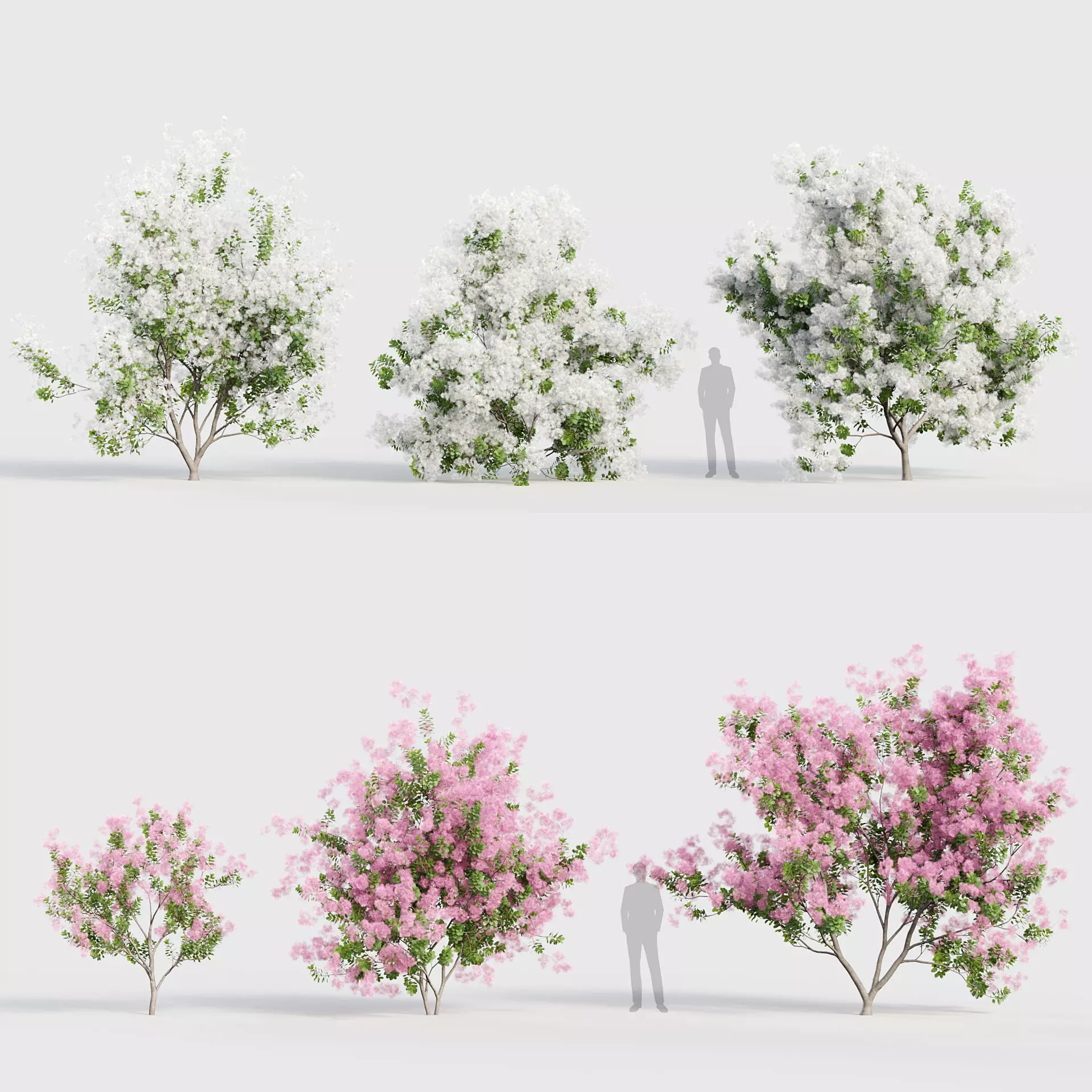 Cotinus coggygria Smoketree 3D model_0