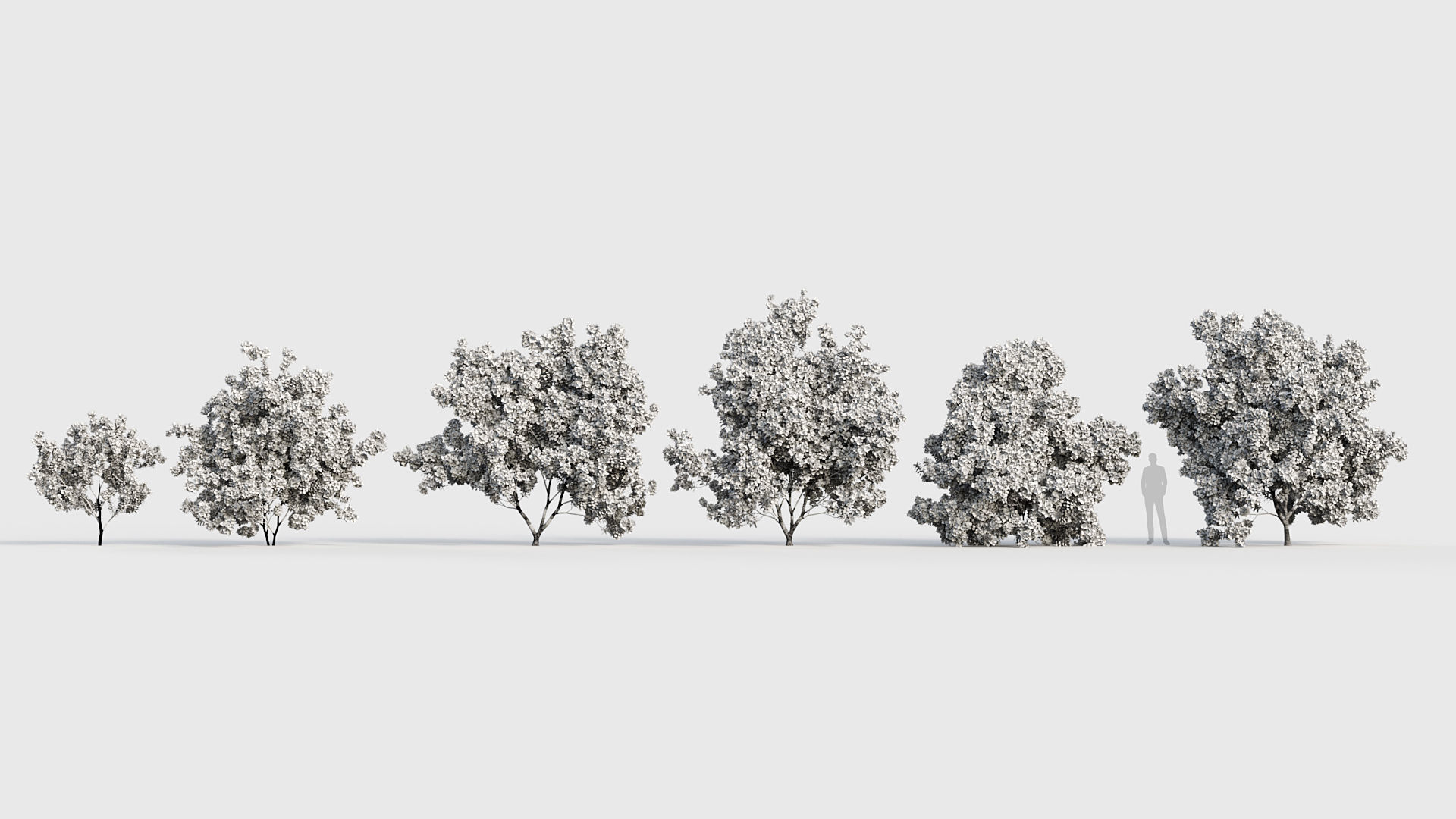 Cotinus coggygria Smoketree 3D model_8