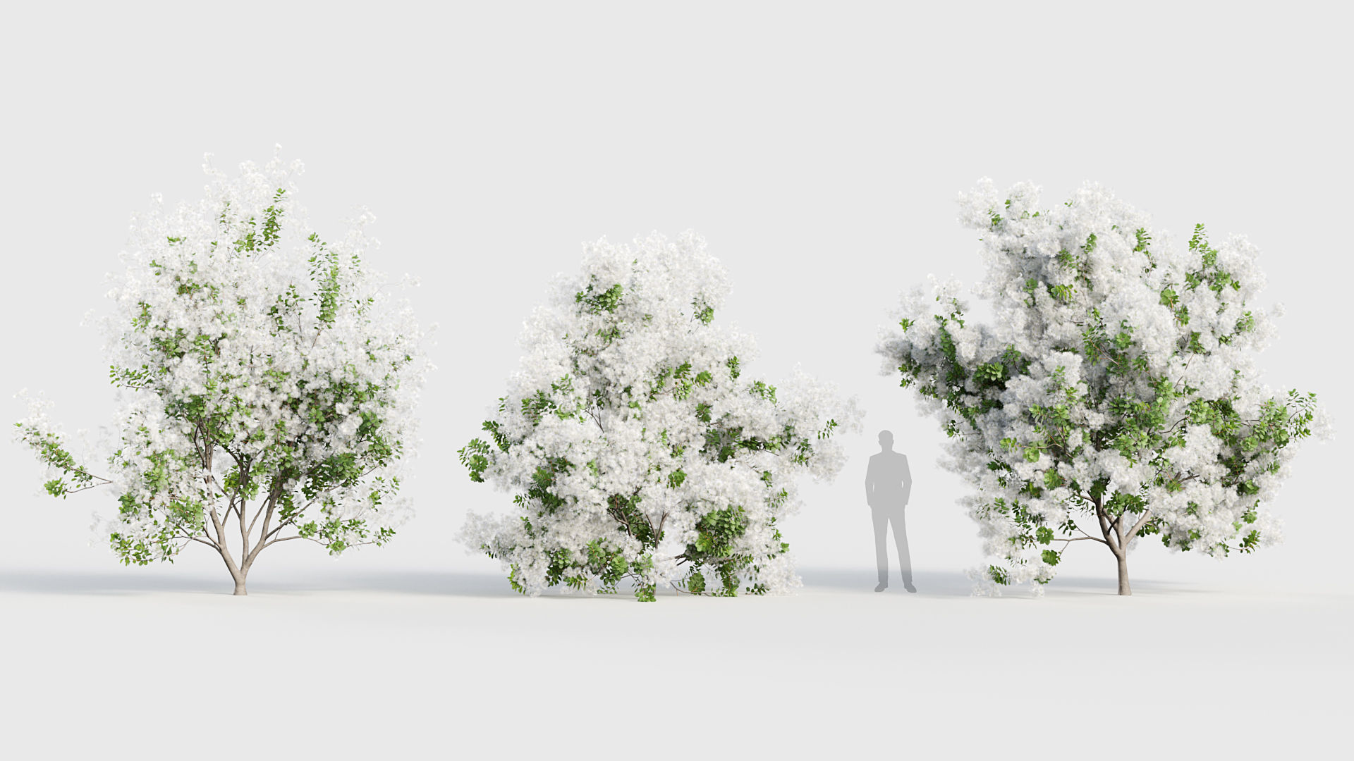 Cotinus coggygria Smoketree 3D model_3
