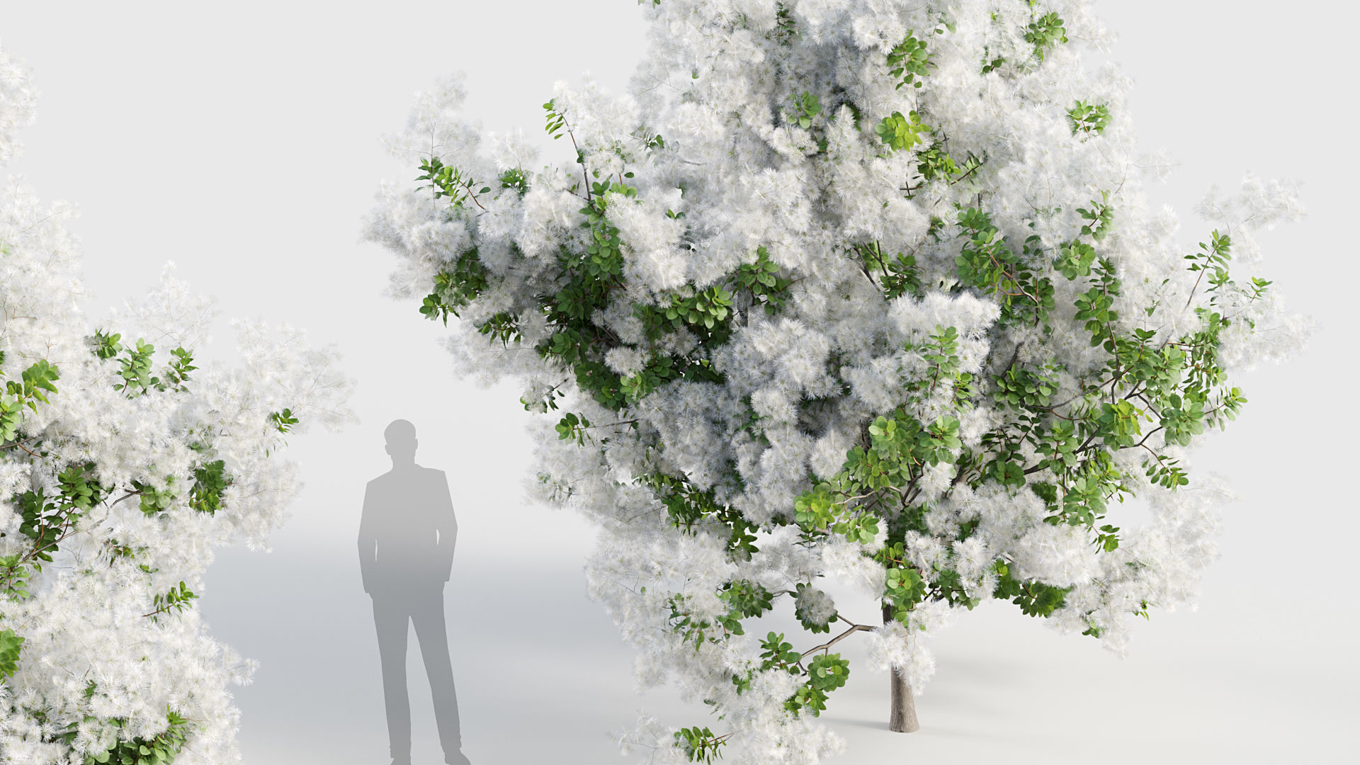 Cotinus coggygria Smoketree 3D model_4