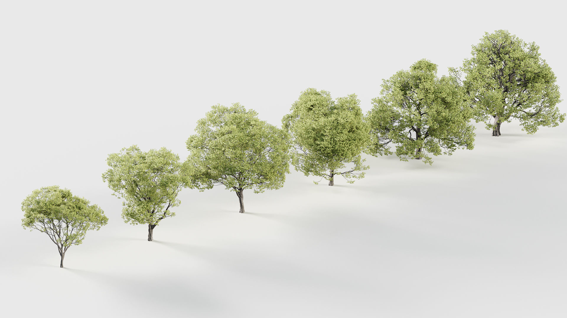 Celtis australis Mediterranean hackberry 3D model_6