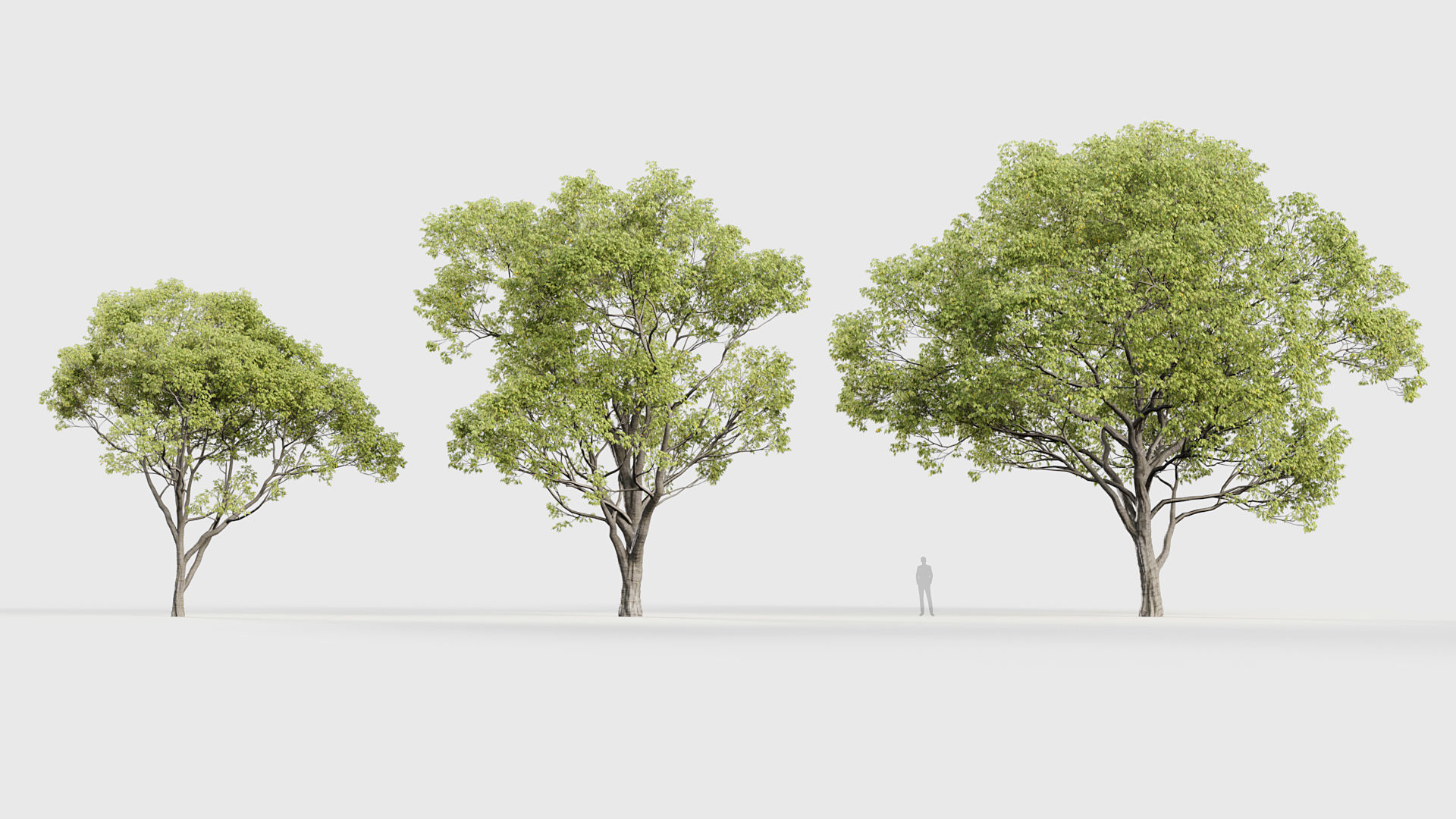 Celtis australis Mediterranean hackberry 3D model_2