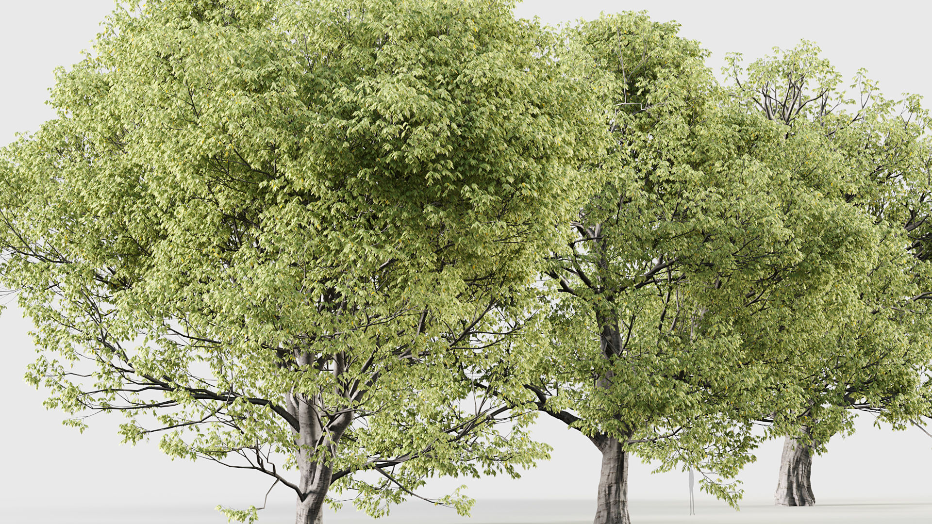 Celtis australis Mediterranean hackberry 3D model_5