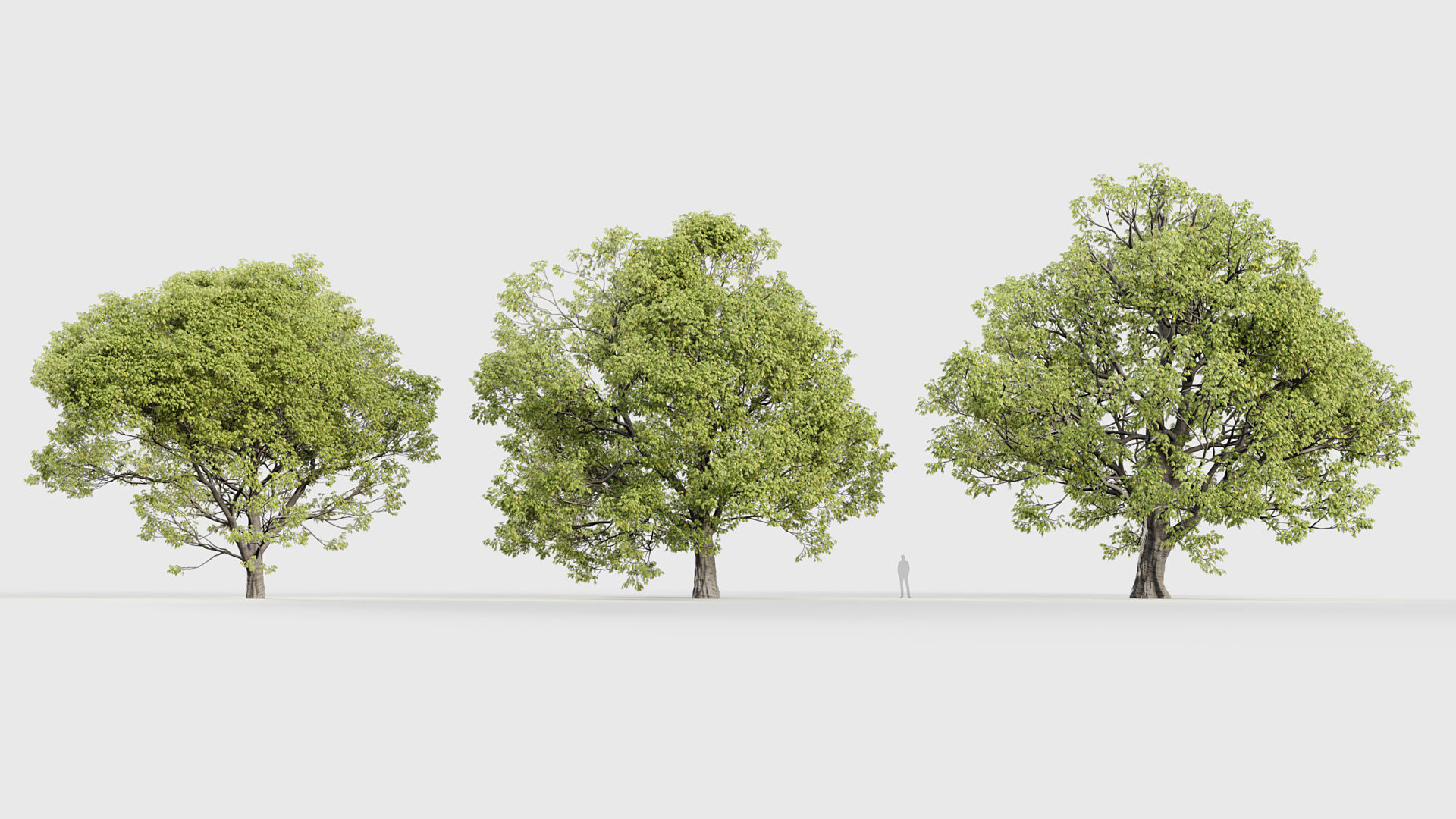 Celtis australis Mediterranean hackberry 3D model_3