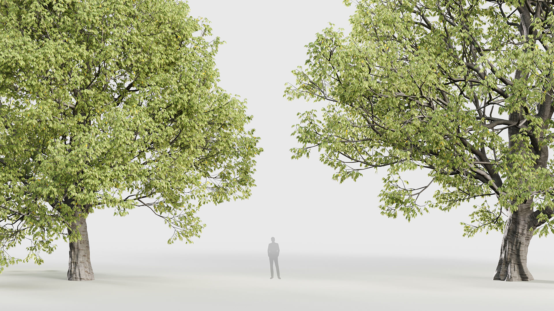 Celtis australis Mediterranean hackberry 3D model_4