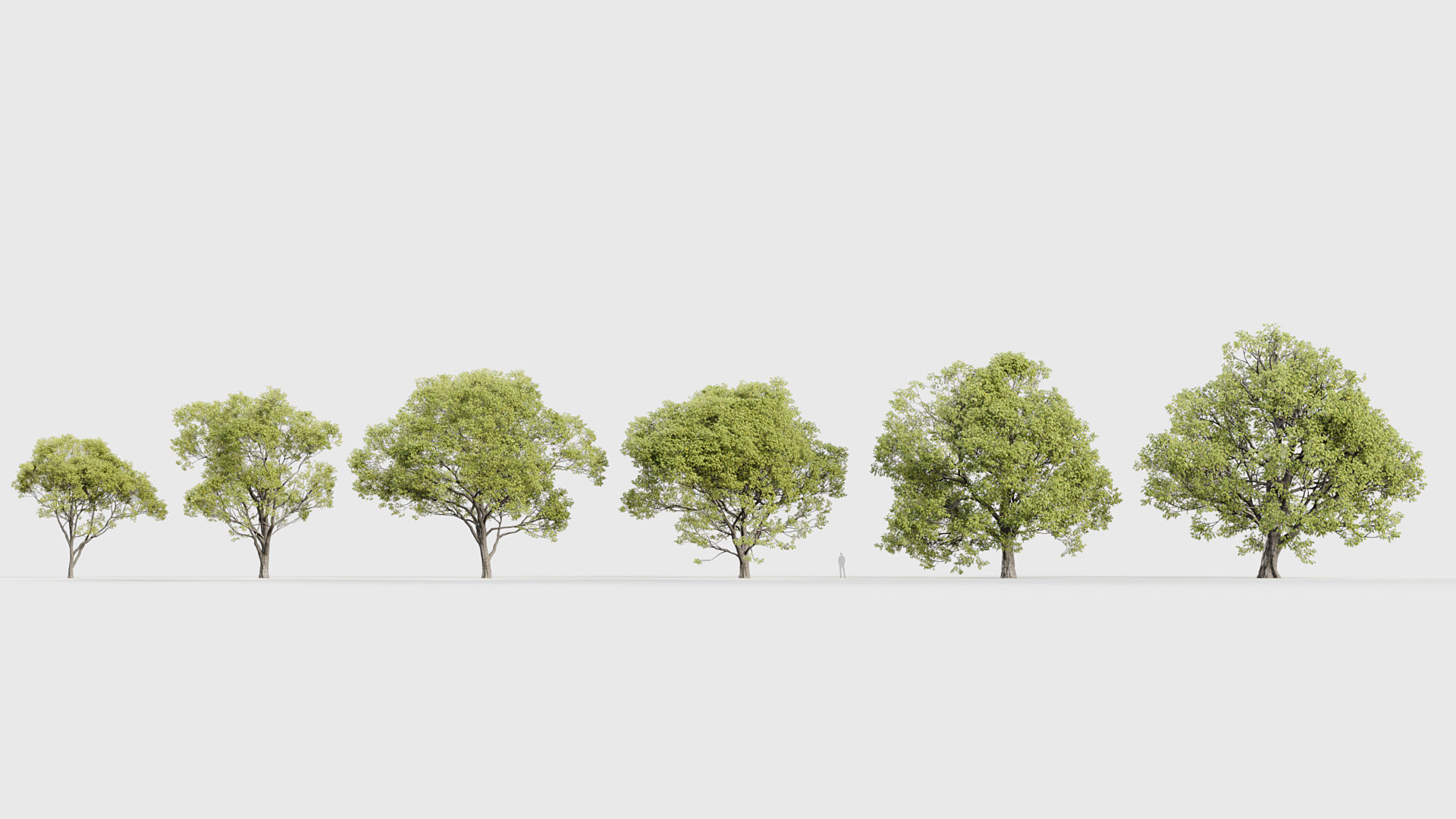 Celtis australis Mediterranean hackberry 3D model_1