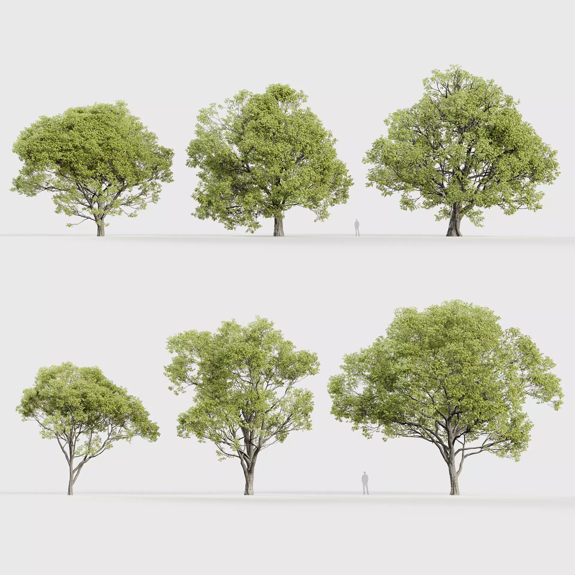 Celtis australis Mediterranean hackberry 3D model_0