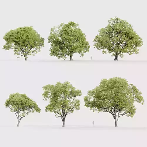 Celtis australis Mediterranean hackberry 3D model