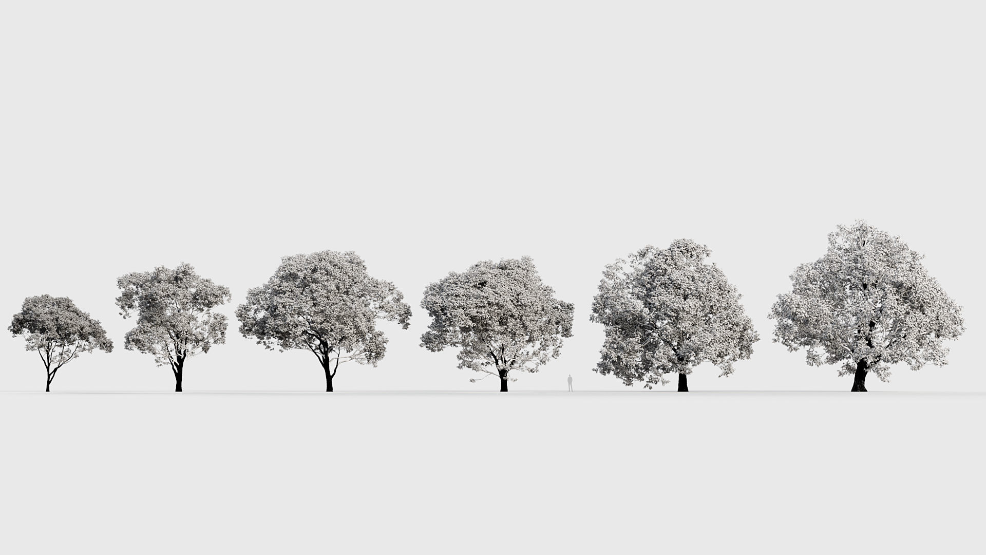 Celtis australis Mediterranean hackberry 3D model_8