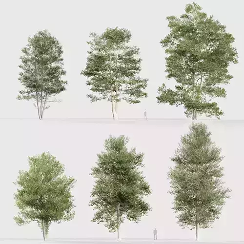 Alnus glutinosa Black alder