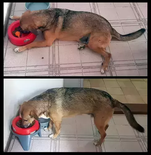 Soporte para comedero de perros y gatos 3D print model