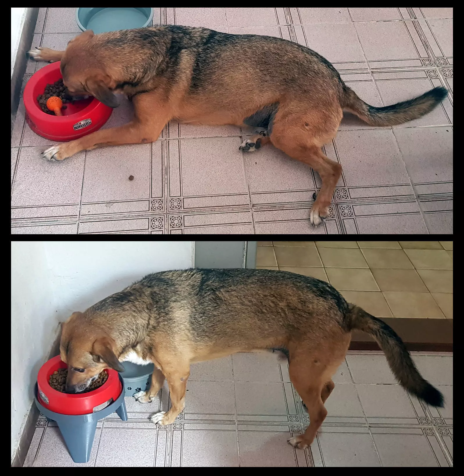 Soporte para comedero de perros y gatos 3D print model_0