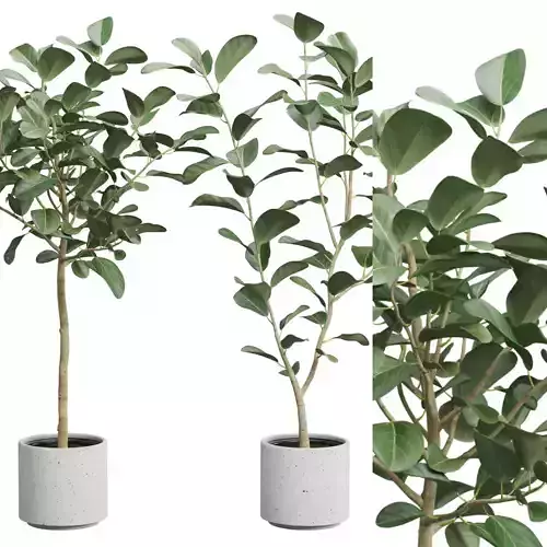 Ficus Audrey Benghalensis