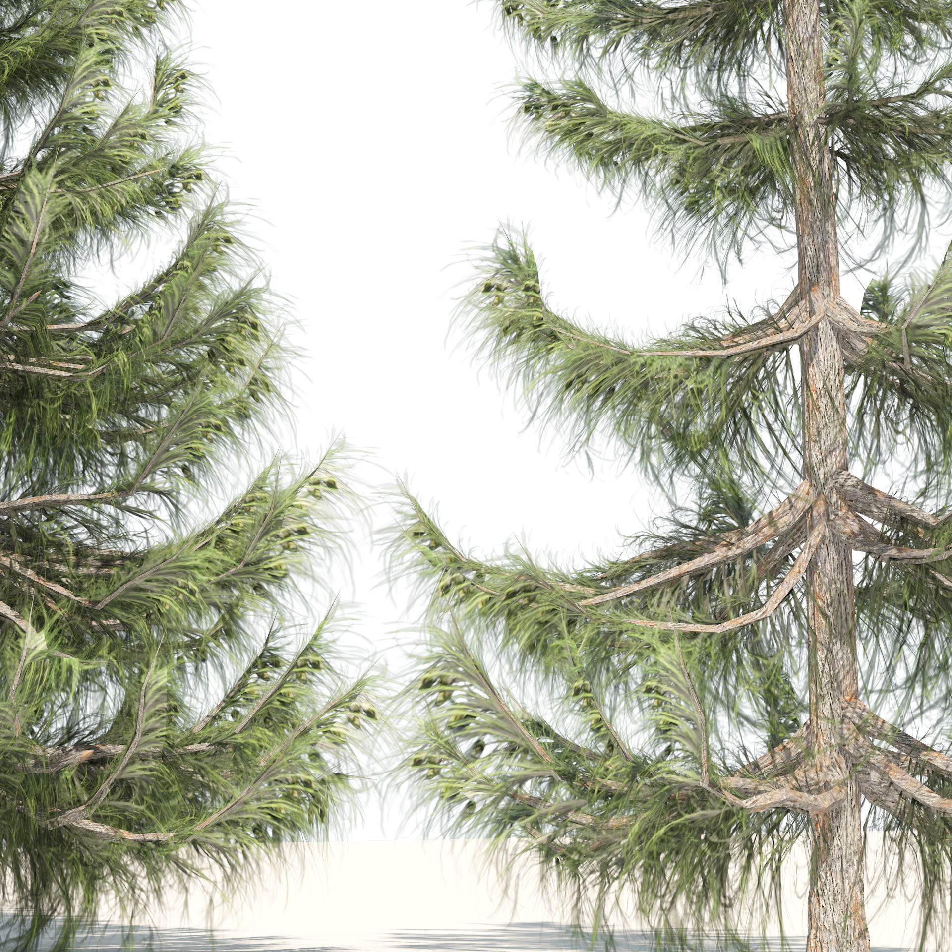 Nootka false Cypress Low-poly 3D model_3