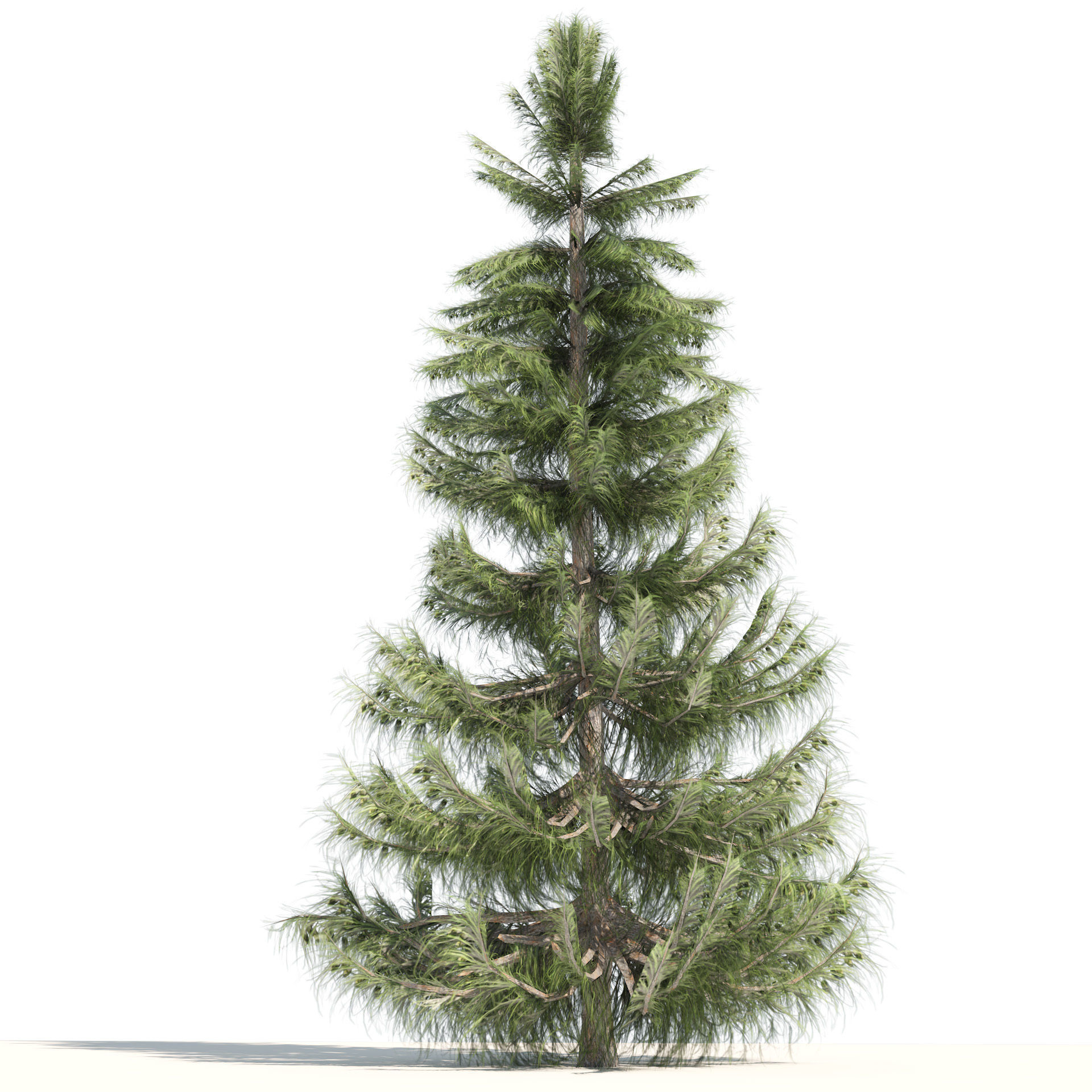 Nootka false Cypress Low-poly 3D model_7