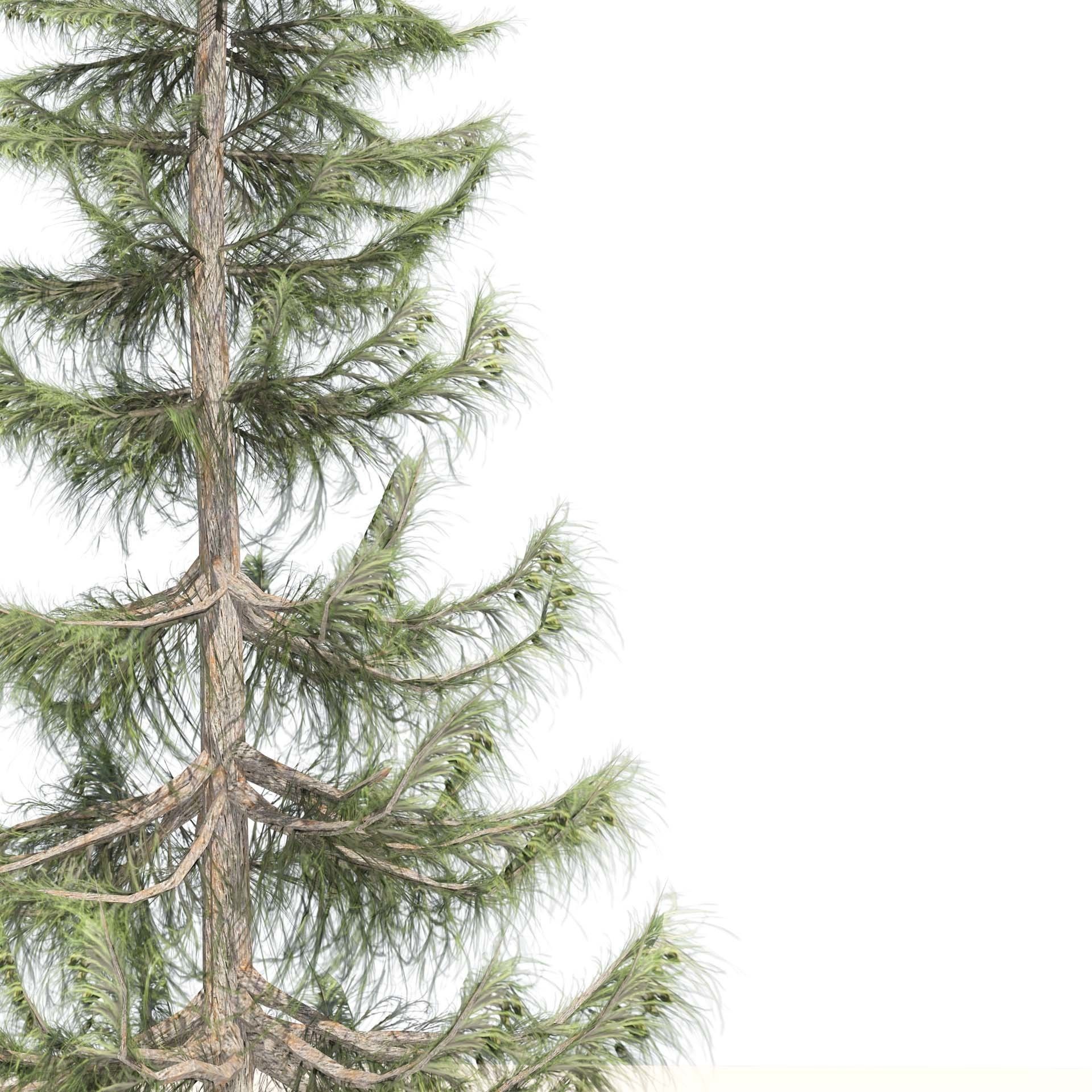 Nootka false Cypress Low-poly 3D model_4