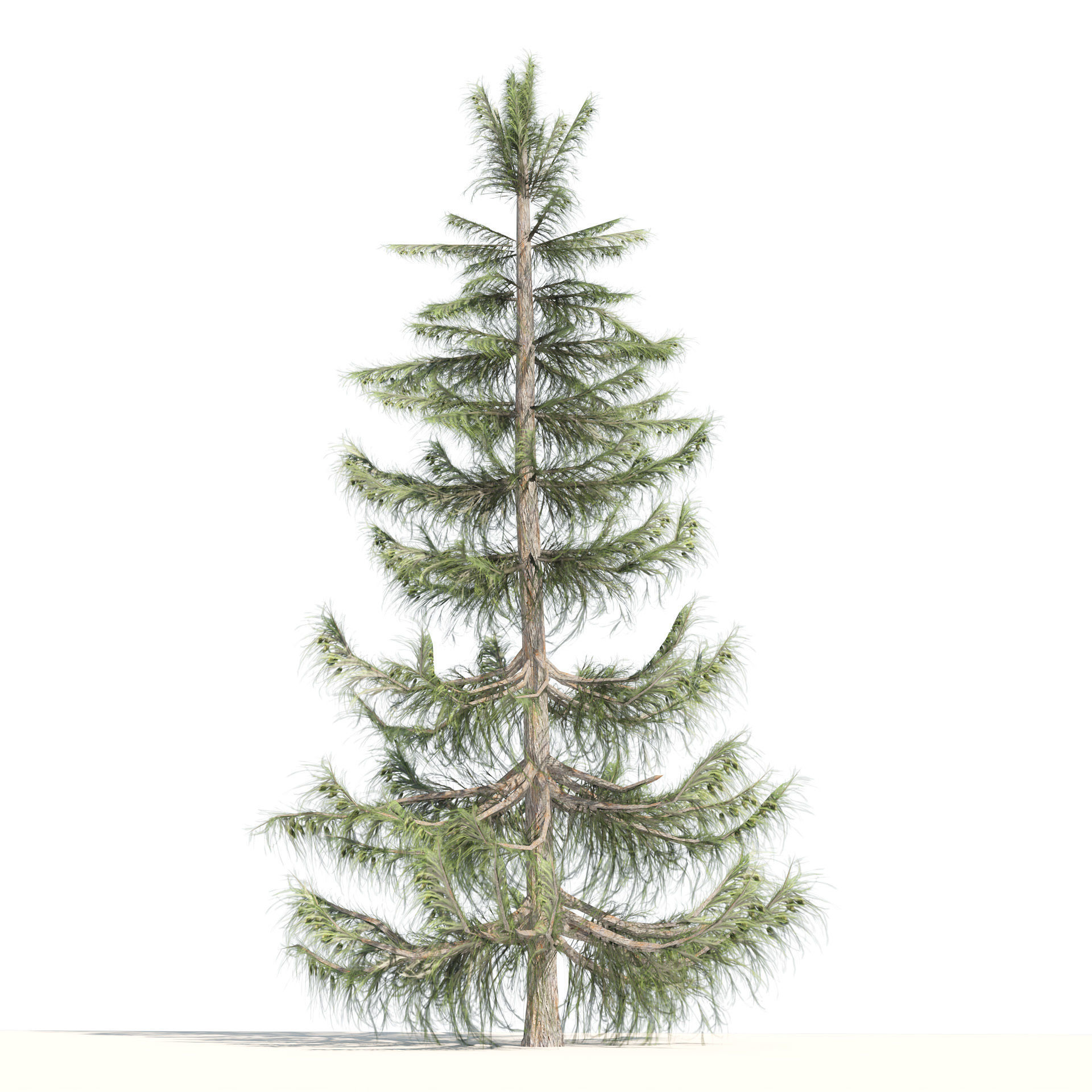 Nootka false Cypress Low-poly 3D model_6