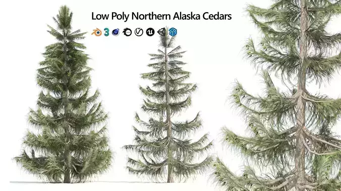 Nootka false Cypress Low-poly 3D model