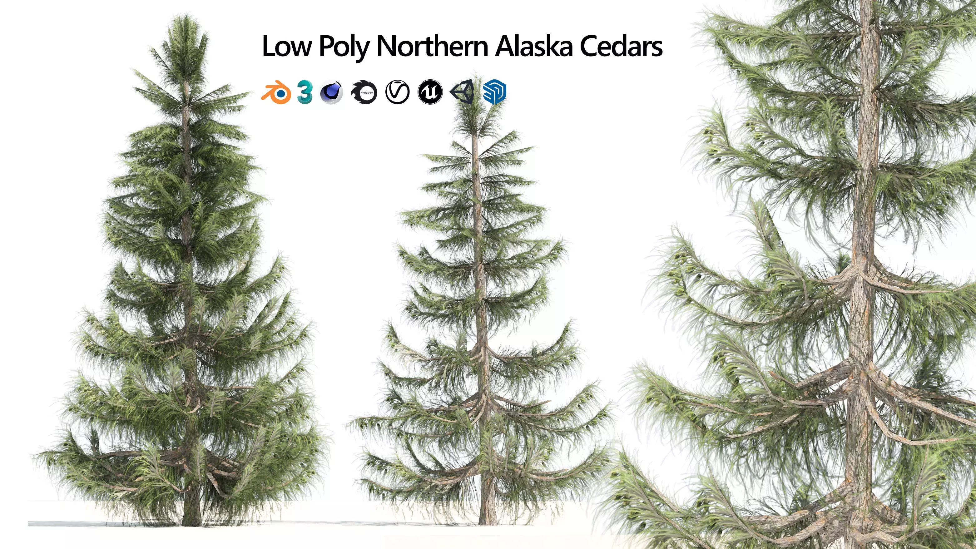 Nootka false Cypress Low-poly 3D model_0