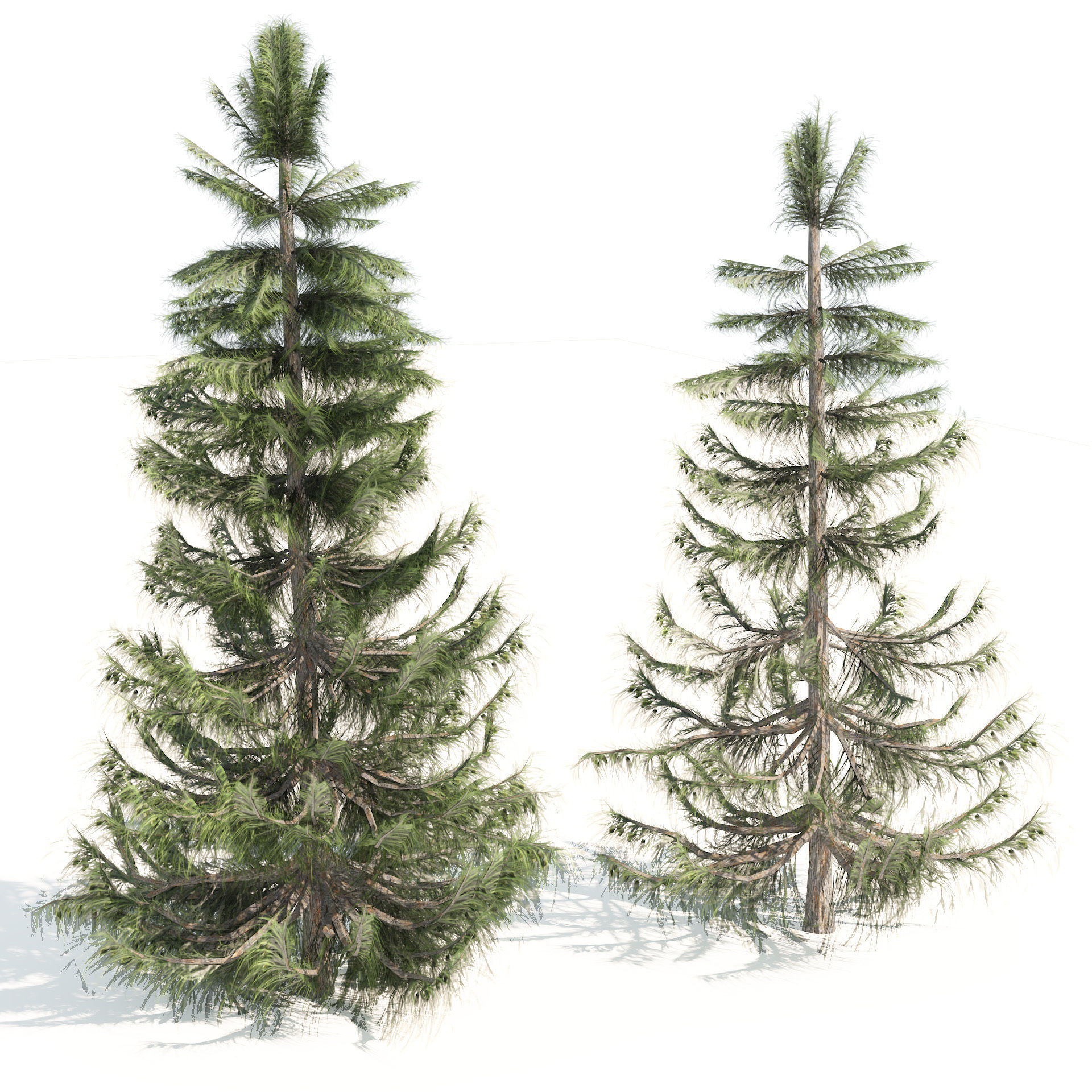 Nootka false Cypress Low-poly 3D model_5