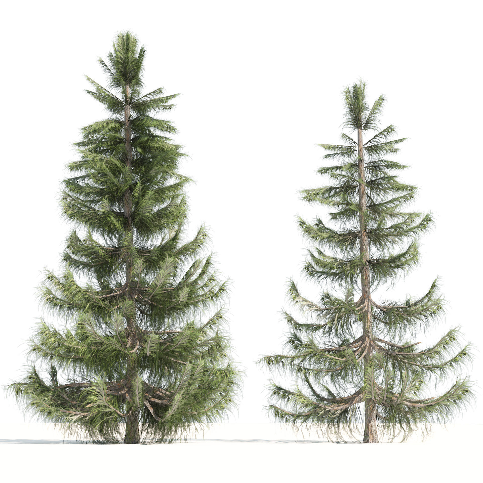 Nootka false Cypress Low-poly 3D model_2
