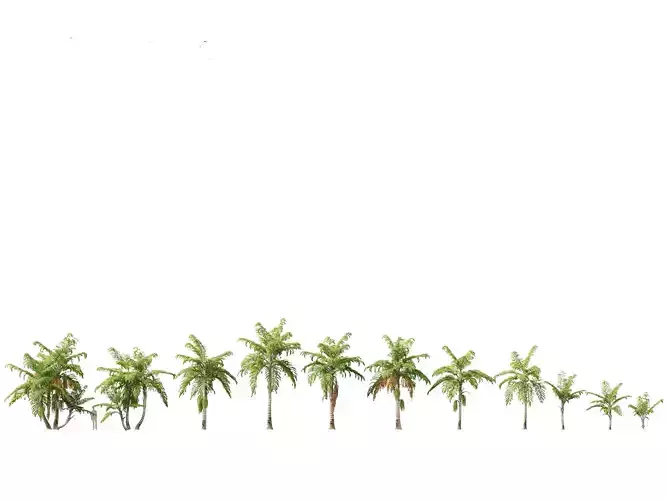 Caryota mitis - Fishtail Palm 3D model