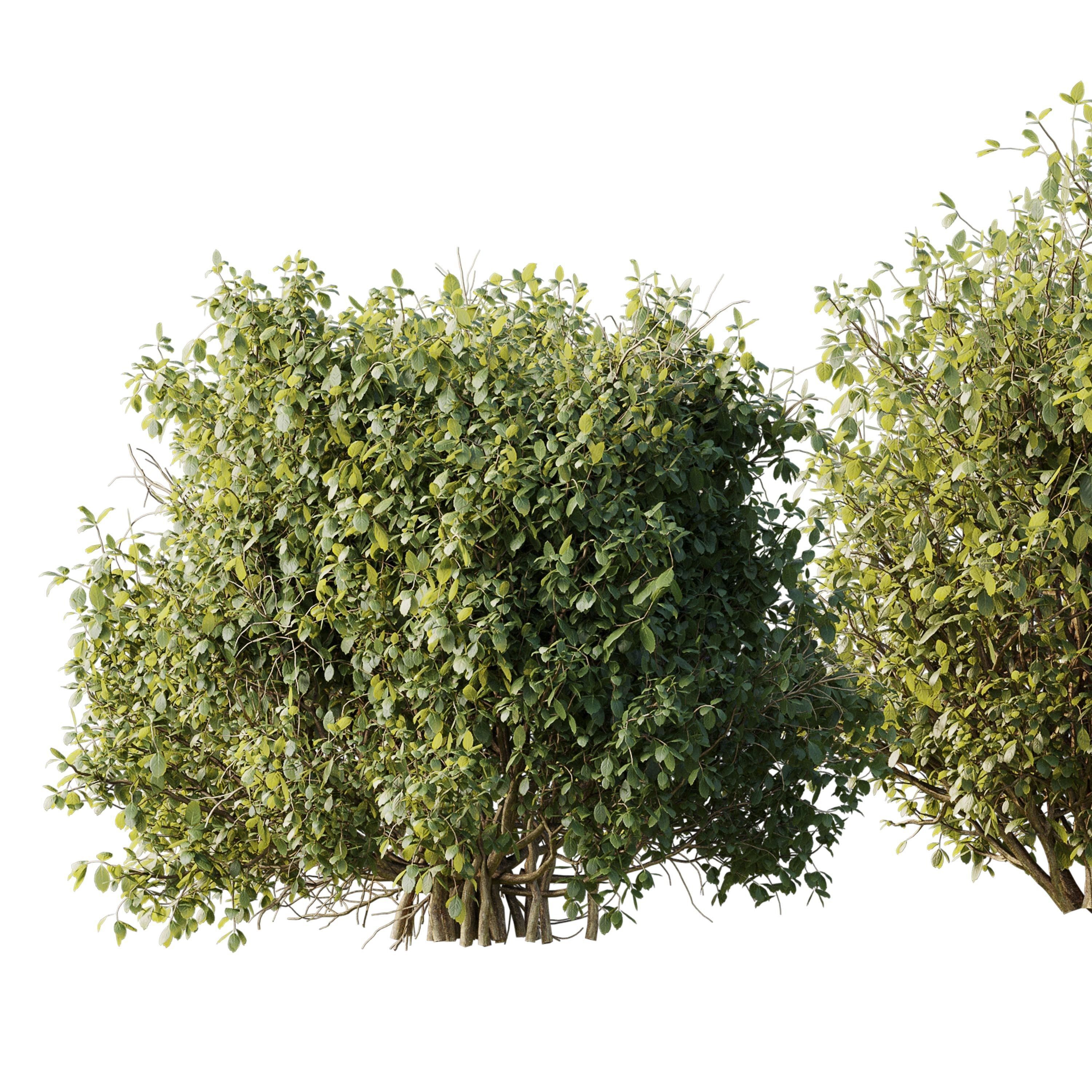 Collection mixed plants bush shrubs set 04 Low-poly 3D model_1