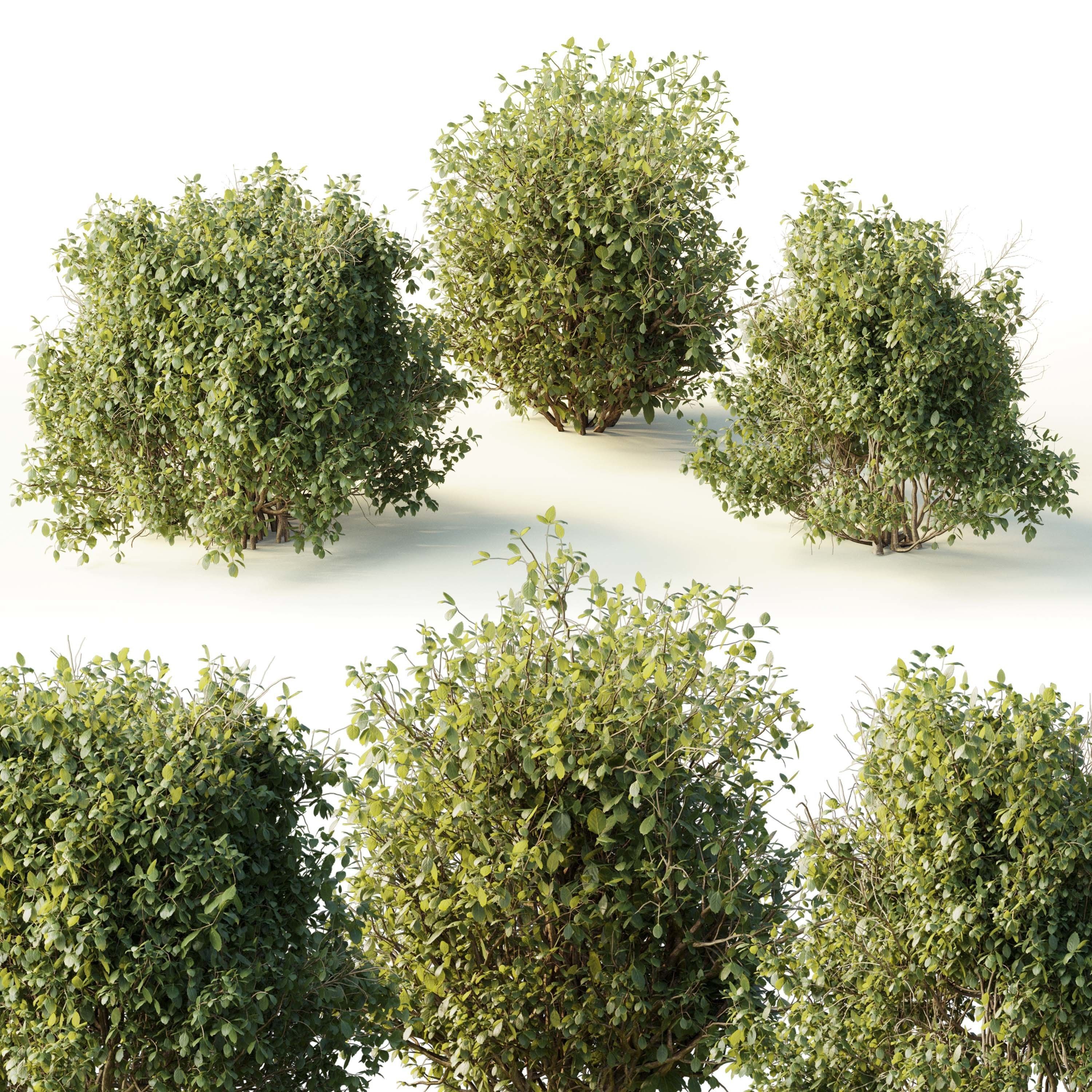 Collection mixed plants bush shrubs set 04 Low-poly 3D model_4