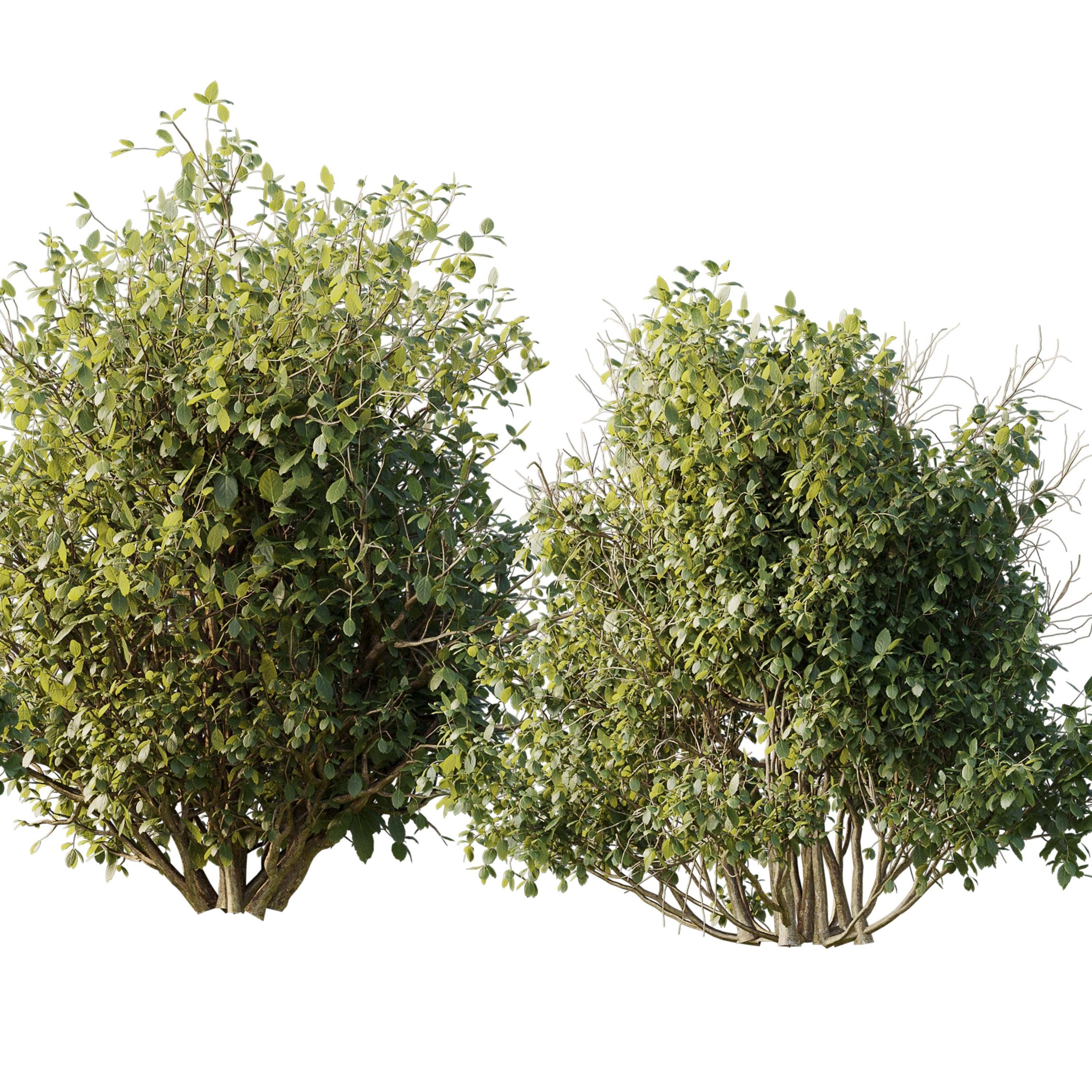 Collection mixed plants bush shrubs set 04 Low-poly 3D model_2