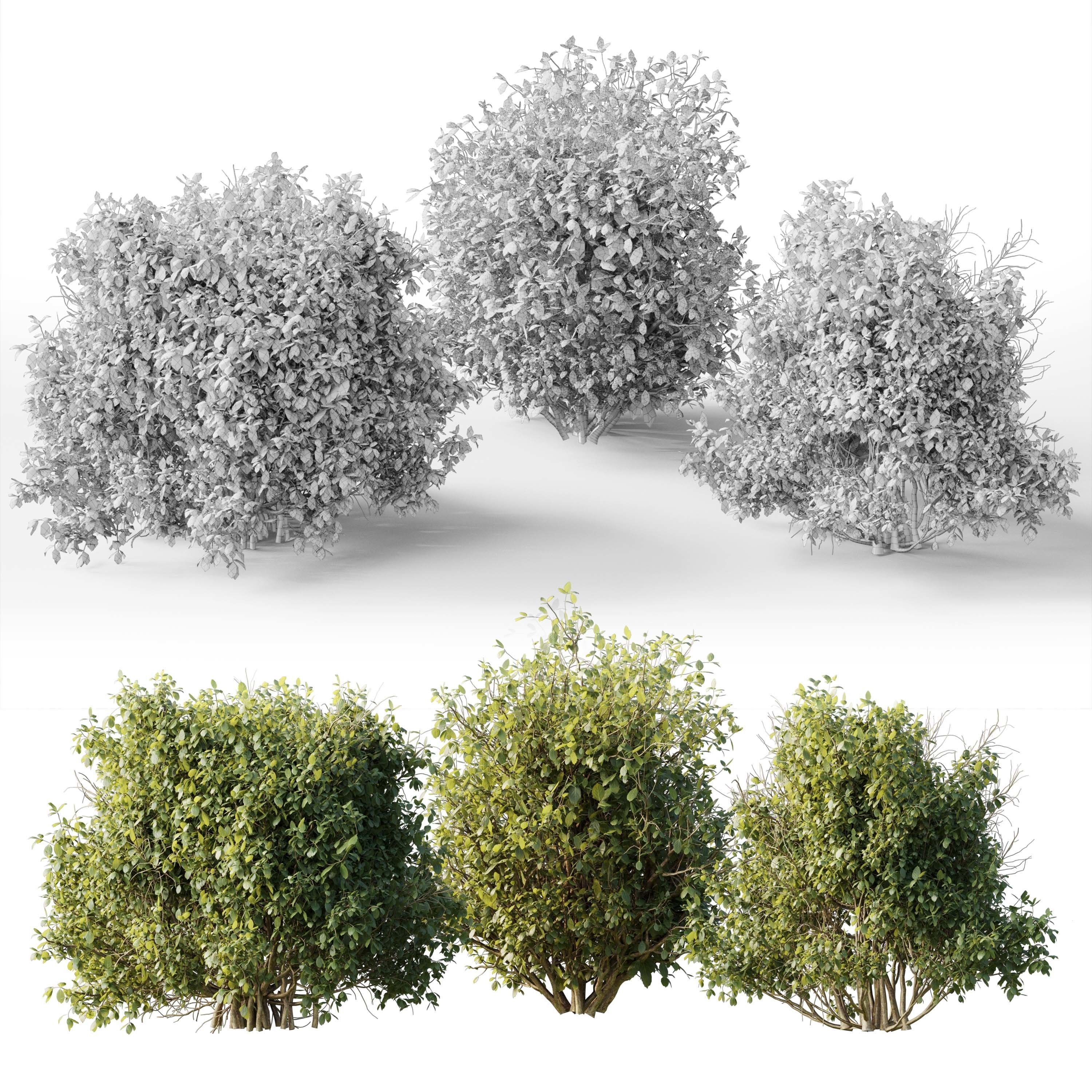 Collection mixed plants bush shrubs set 04 Low-poly 3D model_3