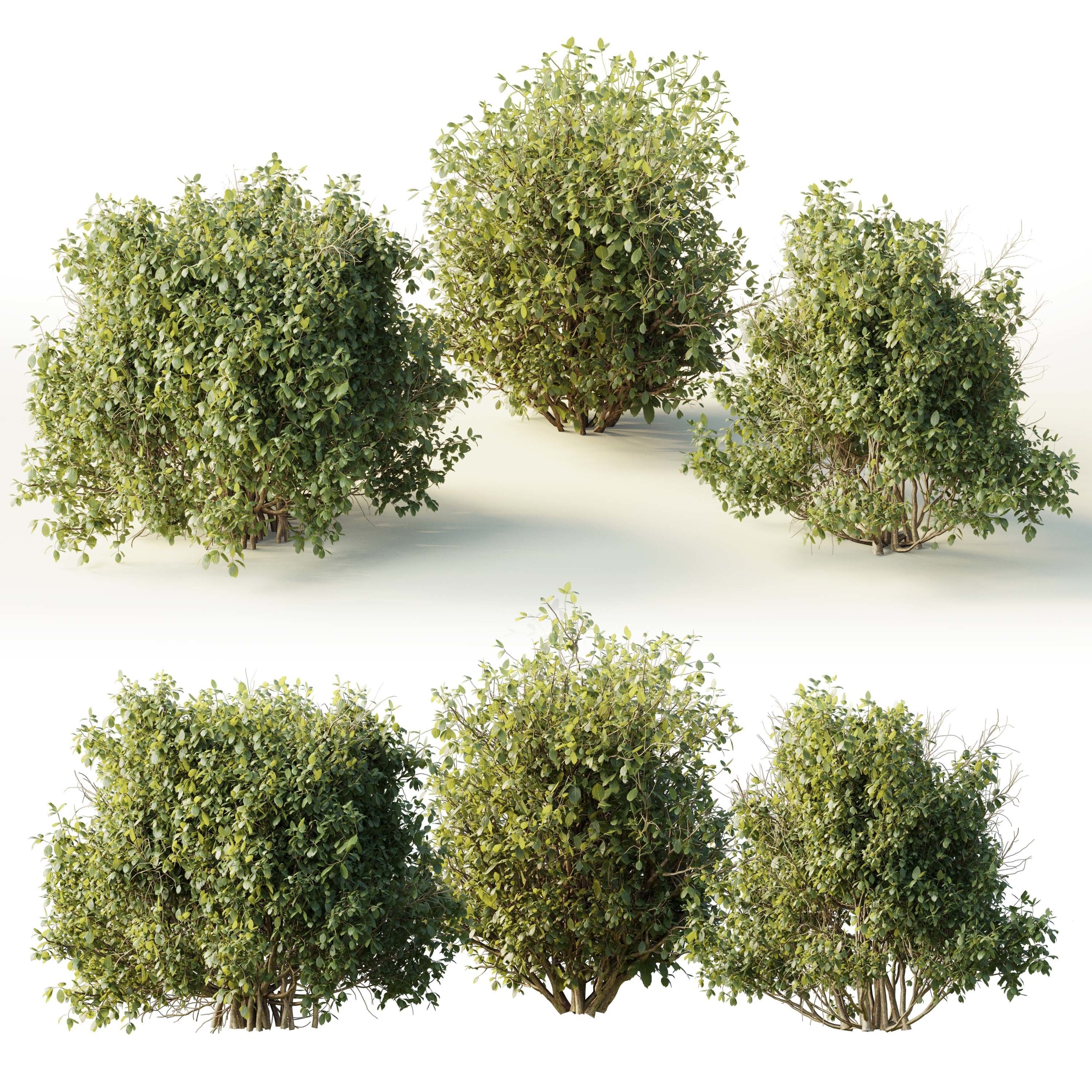 Collection mixed plants bush shrubs set 04 Low-poly 3D model_5
