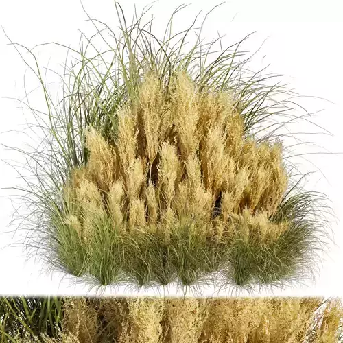 Collection plant vol 509 - grass - Switchgrass 