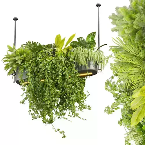 Collection plant vol 510 - ampelous - hanging