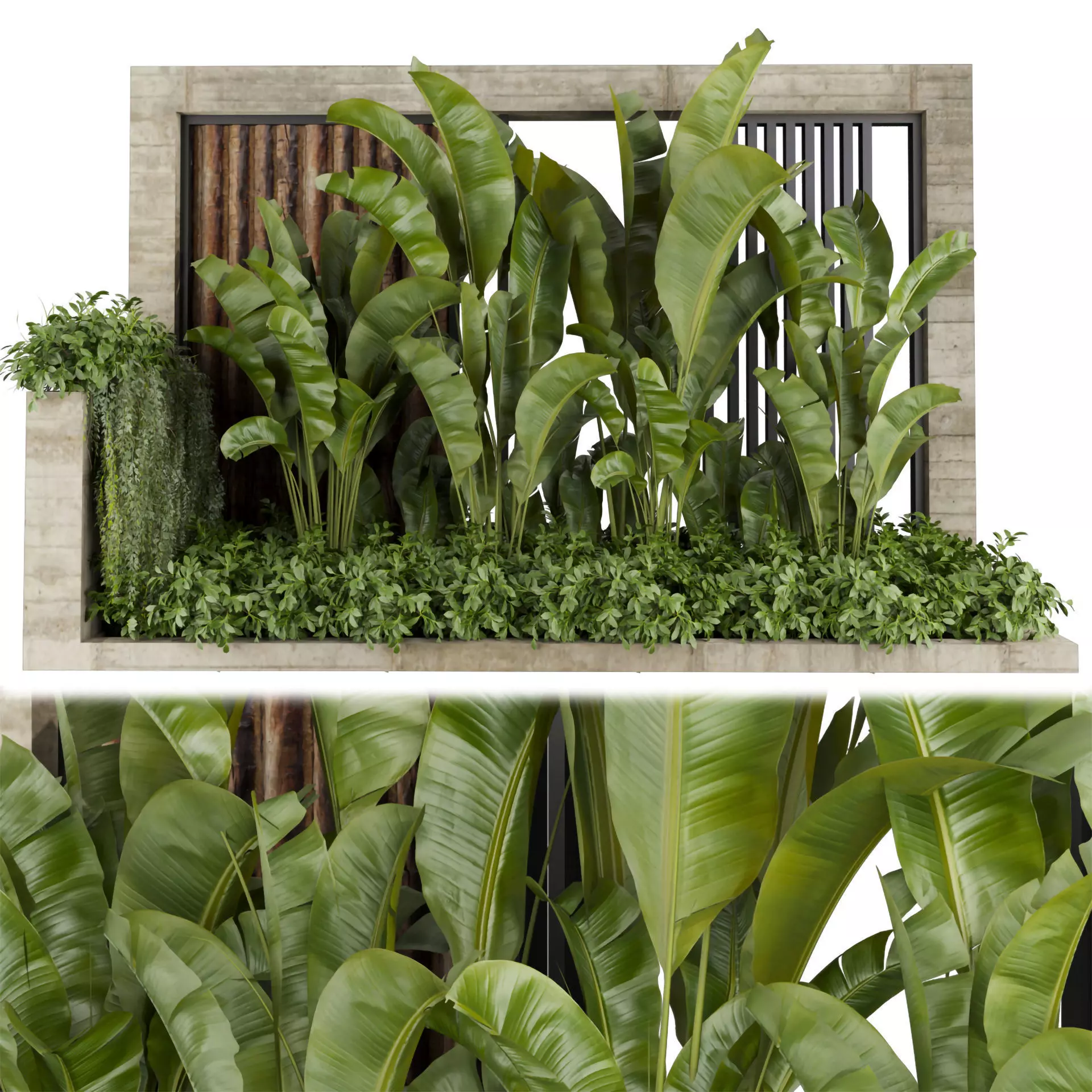 Collection plant vol 513 - garden - leaf - banana - wood 3D model