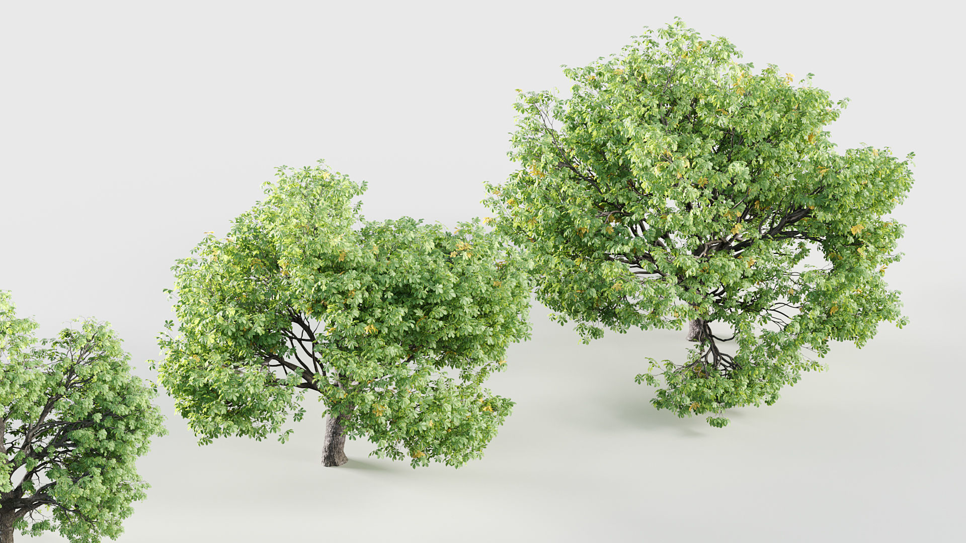 Aesculus hippocastanum Horsechestnut 3D model_4