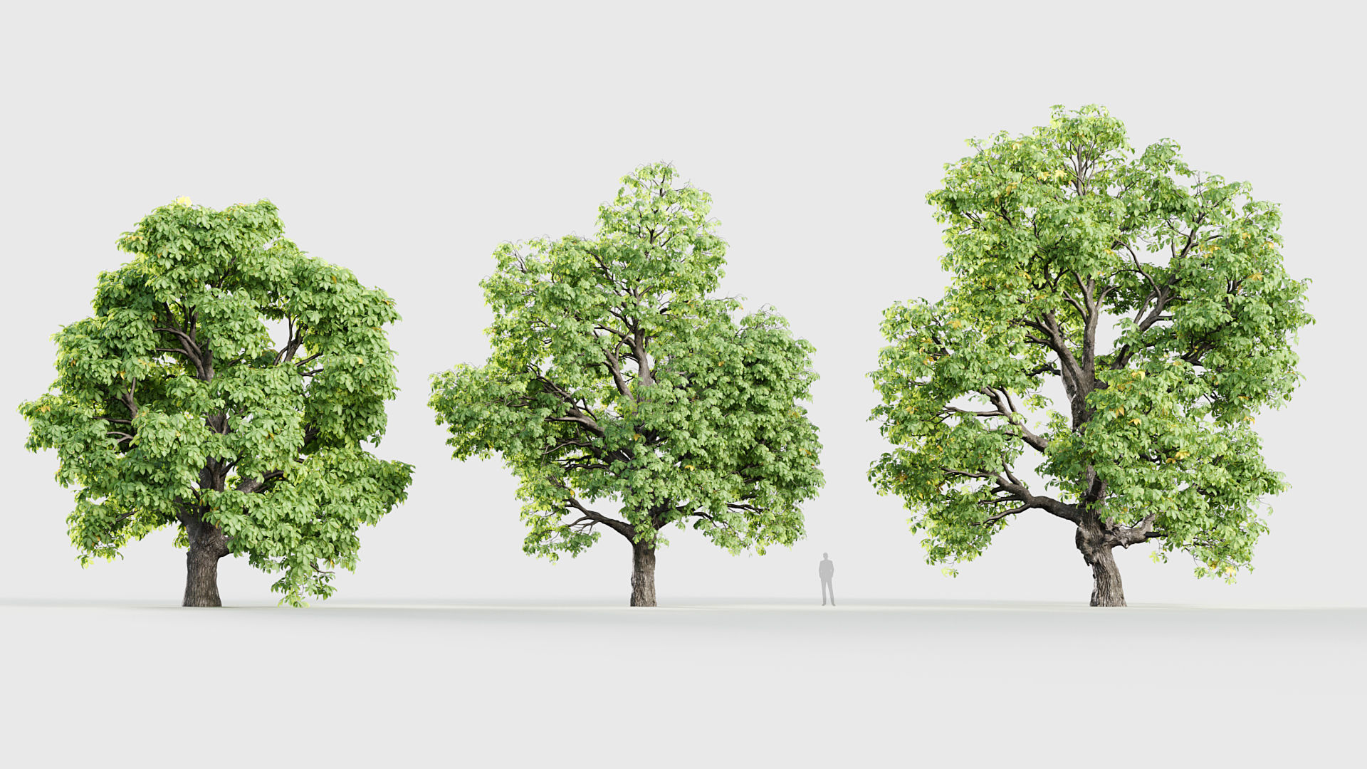 Aesculus hippocastanum Horsechestnut 3D model_2