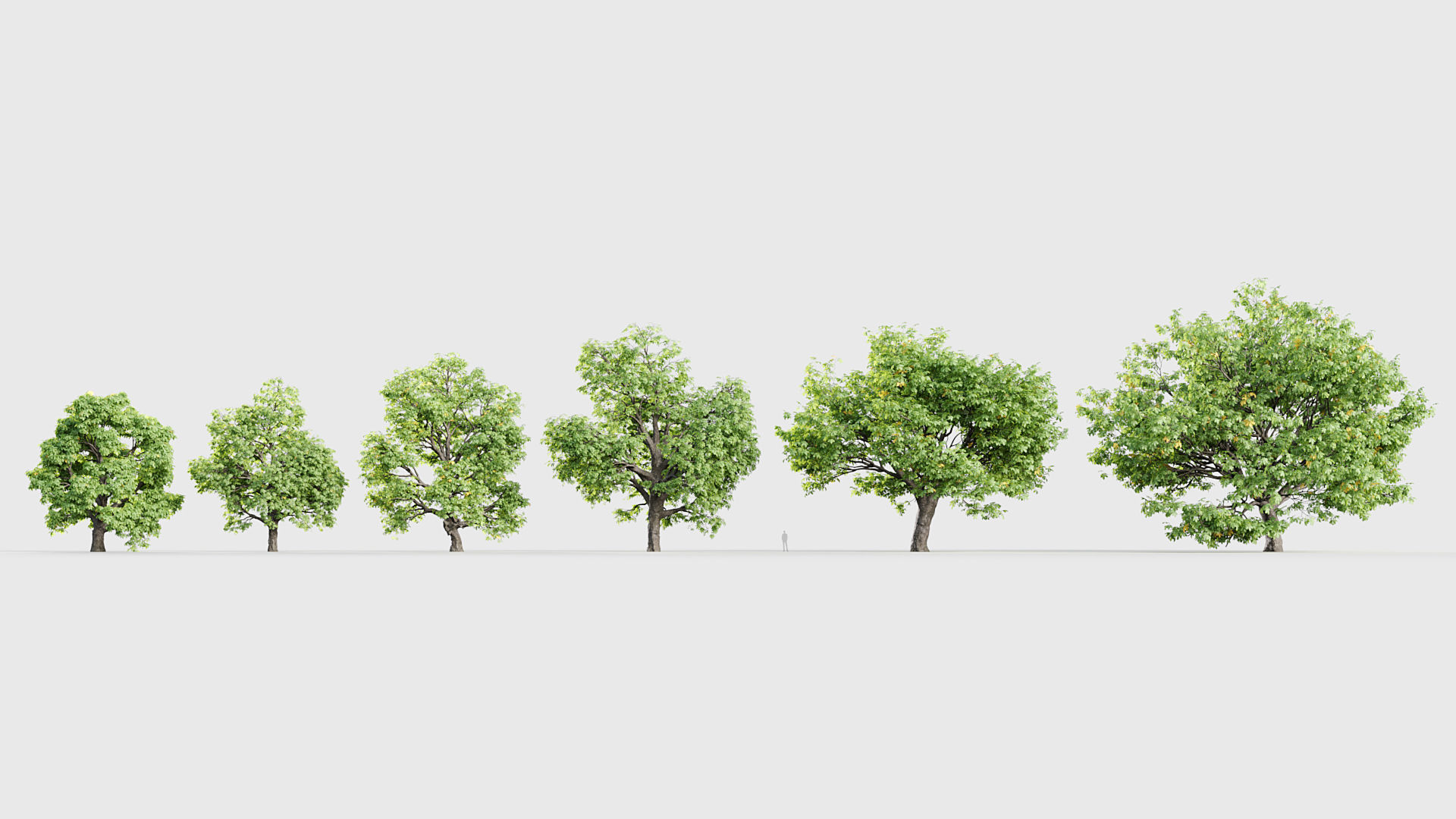 Aesculus hippocastanum Horsechestnut 3D model_1