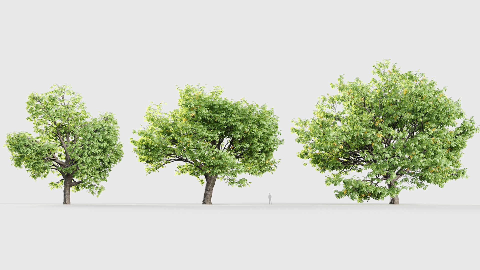 Aesculus hippocastanum Horsechestnut 3D model_3