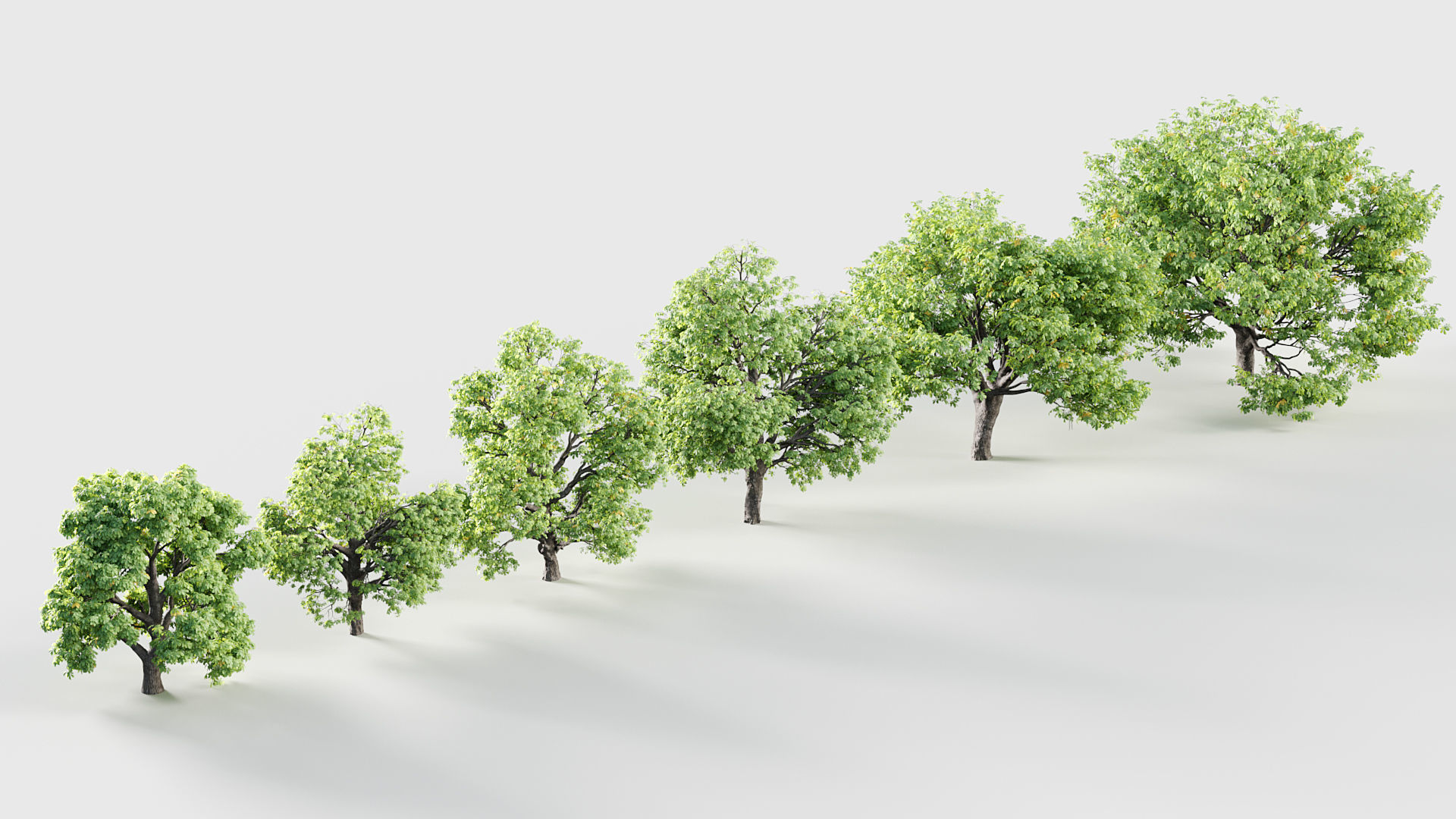 Aesculus hippocastanum Horsechestnut 3D model_6