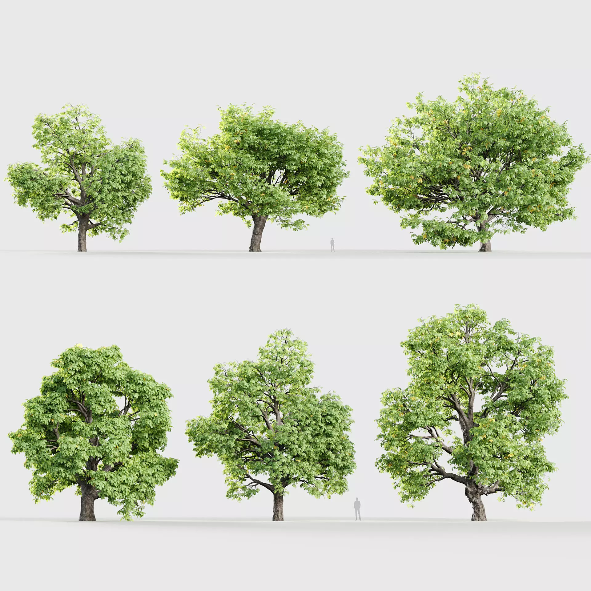 Aesculus hippocastanum Horsechestnut 3D model_0