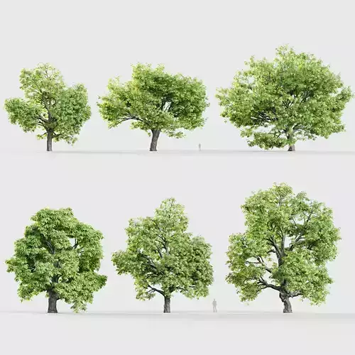 Aesculus hippocastanum Horsechestnut