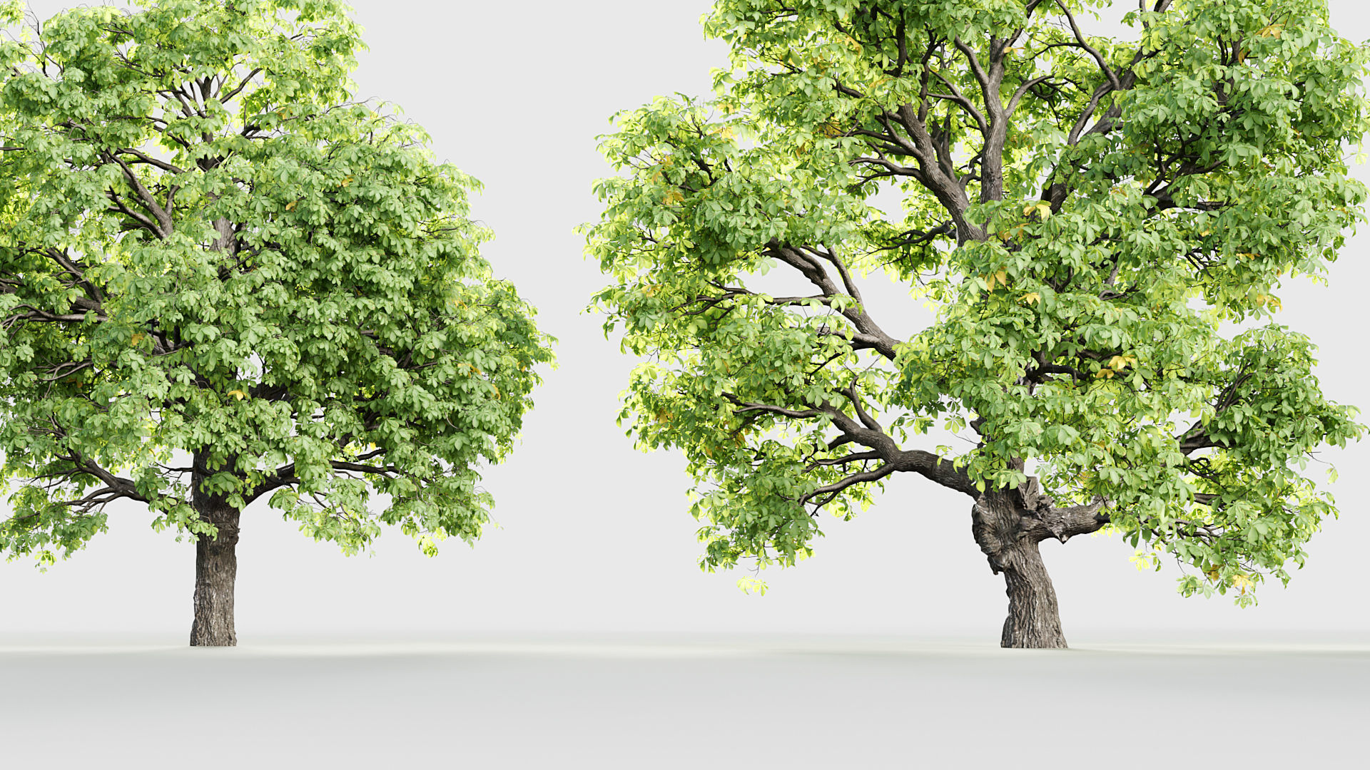 Aesculus hippocastanum Horsechestnut 3D model_5