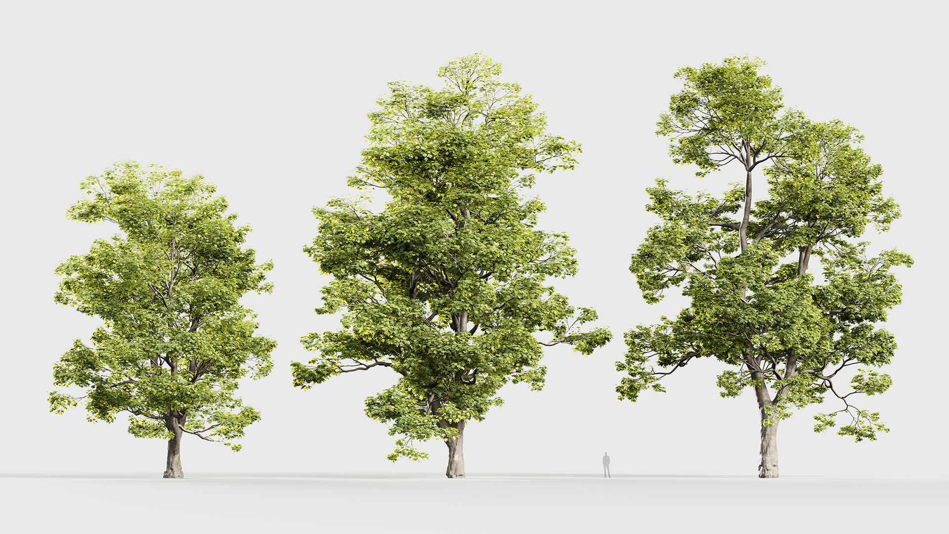 Acer campestre Hedge maple 3D model_3