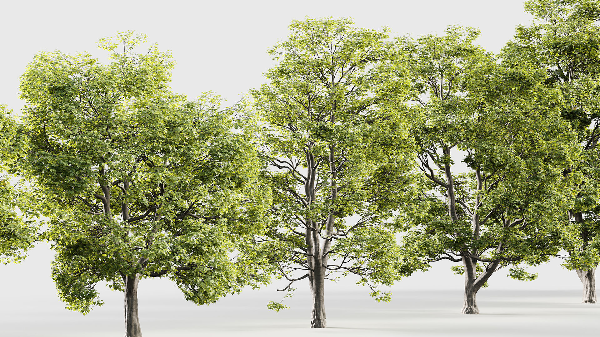 Acer campestre Hedge maple 3D model_5