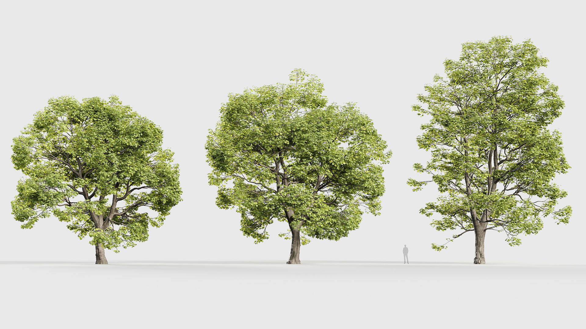 Acer campestre Hedge maple 3D model_2