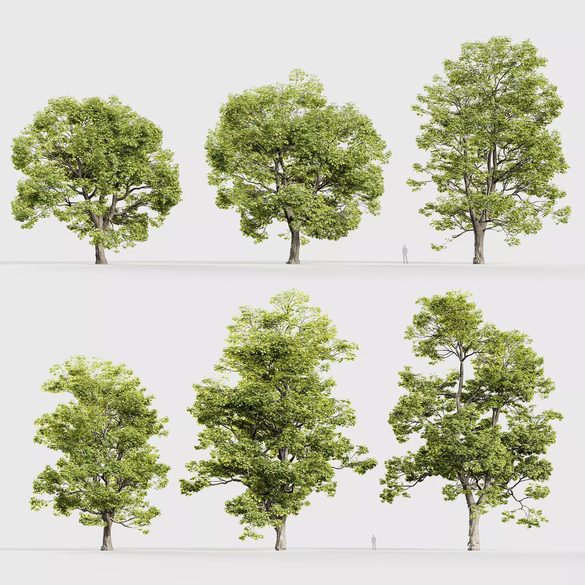 Acer campestre Hedge maple 3D model_0