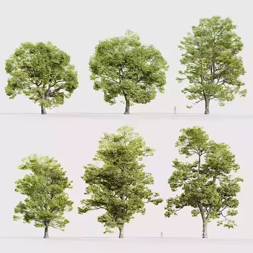 Acer campestre Hedge maple