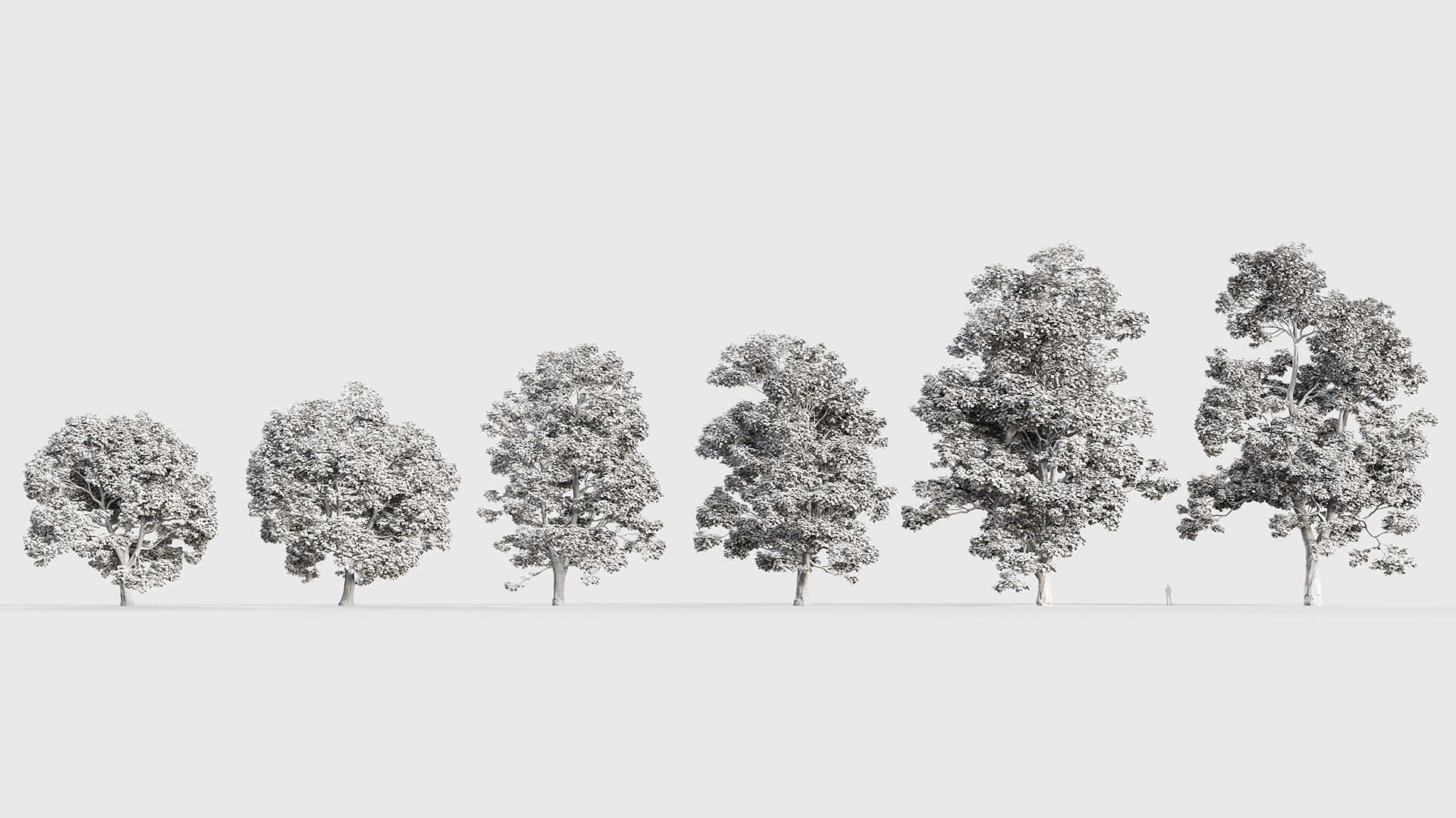 Acer campestre Hedge maple 3D model_8